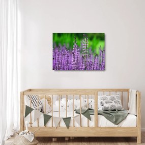 Obraz na szkle - fioletowe kwiaty polne (70x50 cm)