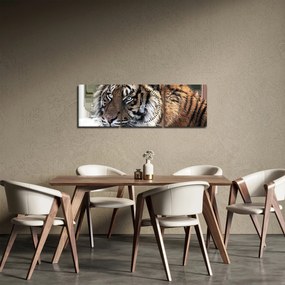 Obraz tygrysa (z zegarem) (90x30 cm)