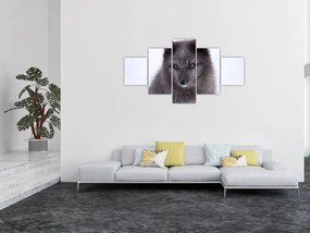 Obraz lisa śnieżnego (125x70 cm)