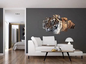 Obraz tygrysa (125x70 cm)