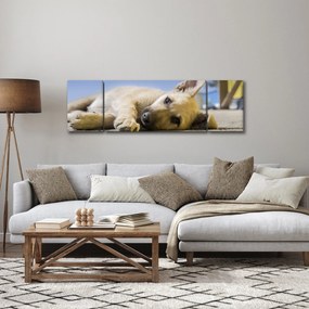 Obraz leżącego szczeniaka (170x50 cm)