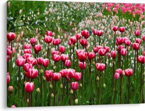 Obraz tulipanów (70x50 cm)