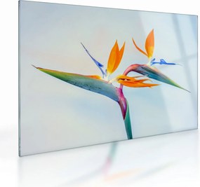 Obraz na szkle kwiatu Strelicji (70x50 cm)