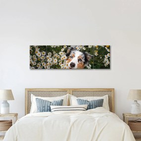 Obraz - Owczarek australijski (170x50 cm)