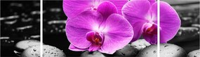 Obraz - Fioletowe orchidee (170x50 cm)