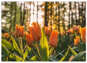 Obraz - kwiaty tulipanów (70x50 cm)