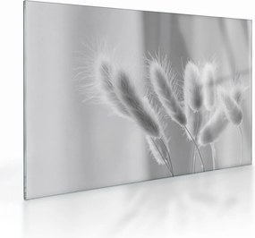 Obraz na szkle - Trawa z króliczym ogonkiem (70x50 cm)