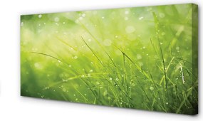 Obraz drukowany na płótnie Świeżość Rosy na Trawie