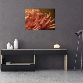 Obraz na szkle szczegółów kwiatu (70x50 cm)