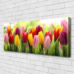 Obraz Canvas Tulipany Kwiaty Natura