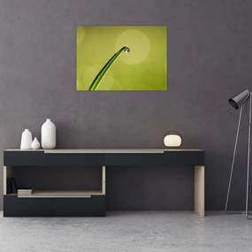 Obraz na szkle - krople wody na trawie (70x50 cm)