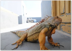 Obraz zdjęcie na scianę akrylowy Iguana