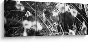 Obraz - Pajęczyna na łące (z zegarem) (90x30 cm)
