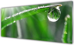 Panel Szklany Perlista Rosa na Źdźble Trawy