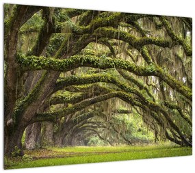 Obraz - Oaks Avenue, Charleston, Karolina Południowa, USA (70x50 cm)
