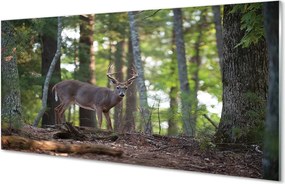 Panel nad Blat Kuchenny Spotkanie z Jeleniem w Puszczy