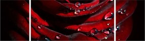 Obraz - Detal róży (170x50 cm)