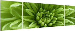 Obraz - Obraz rośliny w trybie makro (170x50 cm)