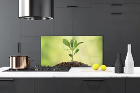 Szkło do Kuchni na Ścianę Narodziny Życia: Młody Pęd