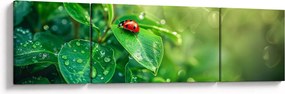 Obraz - Biedronka (170x50 cm)