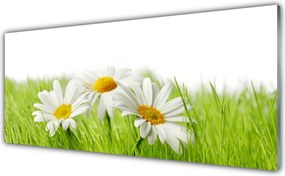 Panel Szklany do Kuchni Białe Stokrotki w Zieleni