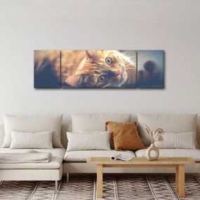 Obraz kota na podłodze (170x50 cm)