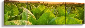 Obraz - Pole (170x50 cm)