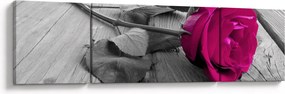 Obraz - Różowa róża (170x50 cm)