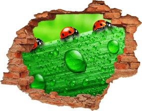 Dziura 3d fototapeta Biedronki na trawie