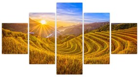 Obraz - Pole ryżowe w Wietnamie (125x70 cm)