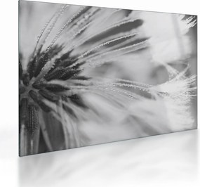 Obraz na szkle - Mlecz (70x50 cm)