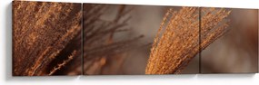 Obraz - Kortaderia (170x50 cm)