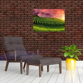 Obraz na szkle - winnica z kolorowym niebem (70x50 cm)