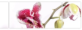 Obraz kwiatu orchidei (170x50 cm)
