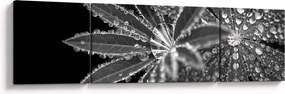 Obraz - Liście z kroplami (170x50 cm)