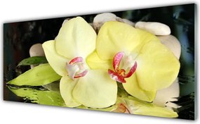 Szkło Ozdobne do Kuchni Detale Delikatnych Płatków