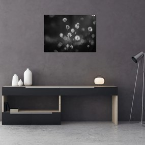 Obraz - Trawa bawełniana na łące (70x50 cm)