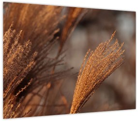 Obraz - Kortaderia (70x50 cm)