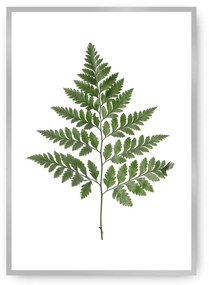 Plakat Fern Green