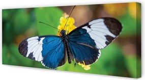 Obraz drukowany na płótnie Kolorowy Motyl na Kwiecie
