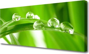 Obraz drukowany na płótnie Tropikalna Flora Liściasta