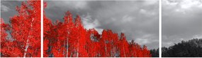 Obraz - Drzewa w kolorze jesieni (170x50 cm)