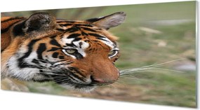 Panel szklany do Kuchni Władca Dżungli w Gęstwinie