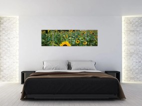 Obraz - Sunflower Field II. (170x50 cm)