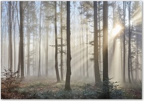 Foto obraz szkło hartowane Mgła w lesie