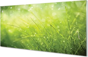 Szklany Panel Świeżość Rosy na Trawie