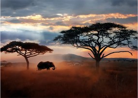Obraz na szkle - Park Narodowy Serengeti, Tanzania, Afryka (70x50 cm)