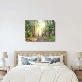 Obraz na szkle ścieżki w lesie (70x50 cm)