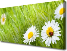 Obraz na płótnie Białe Stokrotki w Trawie
