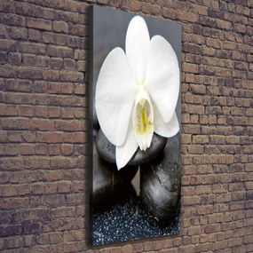 Foto obraz na płótnie pionowy Orchidea i kamienie